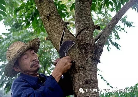 生漆，紅木家具的華美外衣(圖2)